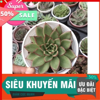 Sen đế vương đầu đỏ trung