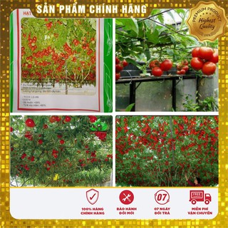 Hạt Giống Cà Chua Leo Giàn (4 hạt)