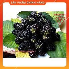 HẠT GIỐNG QUẢ MÂM XÔI ĐEN GÓI 10H