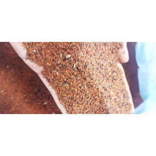 250 gram hạt bạch đàn đỏ