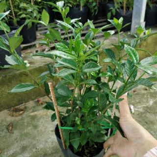 Lài tiểu thơ (hương thơm)