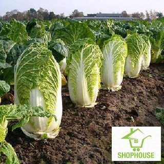 shophouse 200 hạt giống rau cải thảo  SHOP HOUSE  TẾT KHUYẾN MẠI