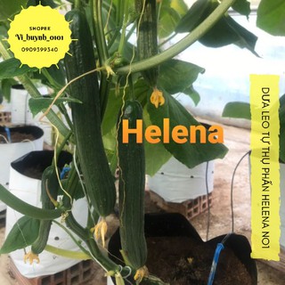 Gói 10 hạt dưa leo trinh sinh tự thụ phấn Helena No1 giống Đồng Tâm siêu giòn ngọt đặc ruột chịu nhiệt rất tốt