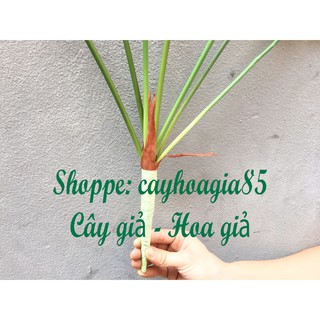 Cây giả _ Cây lá Rong
