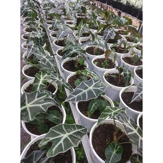 Môn Quan Âm (Alocasia amazonica)