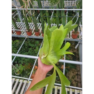 Cây ổ rồng - cây đã thuần dưỡng (Platycerium grande)