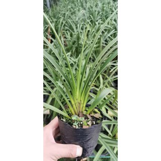 địa lan santo chậu giống, gửi đi cả chậu