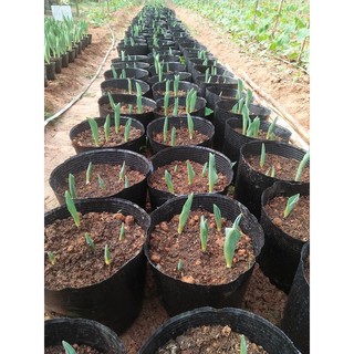 Bầu ươm cây 18*16 (147 cái/kg)