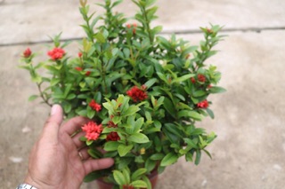 Chậu cây hoa trang sen