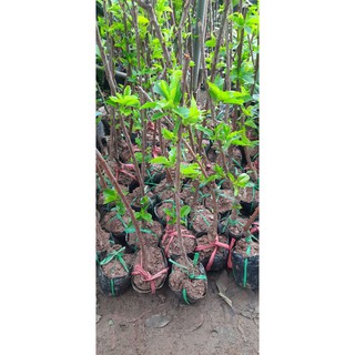Cherry anh đào Nhật