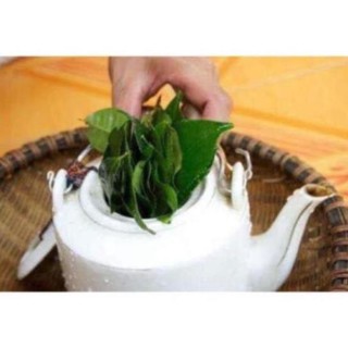 Gốc Chè cổ Bonsai 15-25 năm [Siêu sạch]