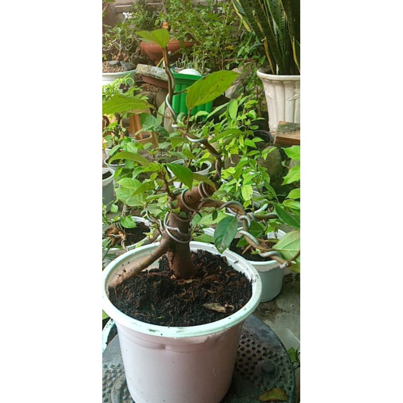 Cây sung ta bonsai giống siêu trái