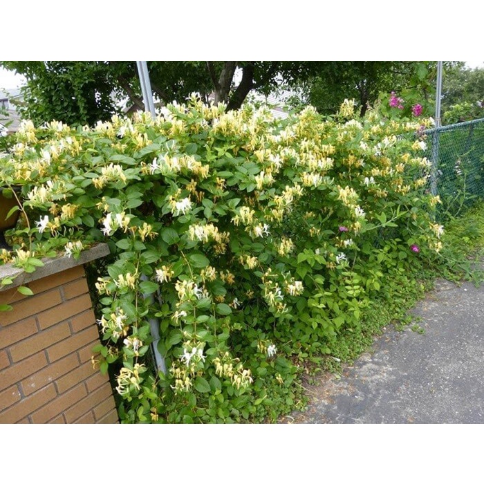 Kim ngân hoa  hoa thơm, hoa quanh năm, cây leo nhanh,tranh trí cổng nhà, ban công...