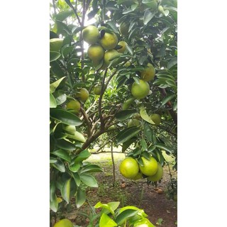 CÂY GIỐNG CAM XOÀN
