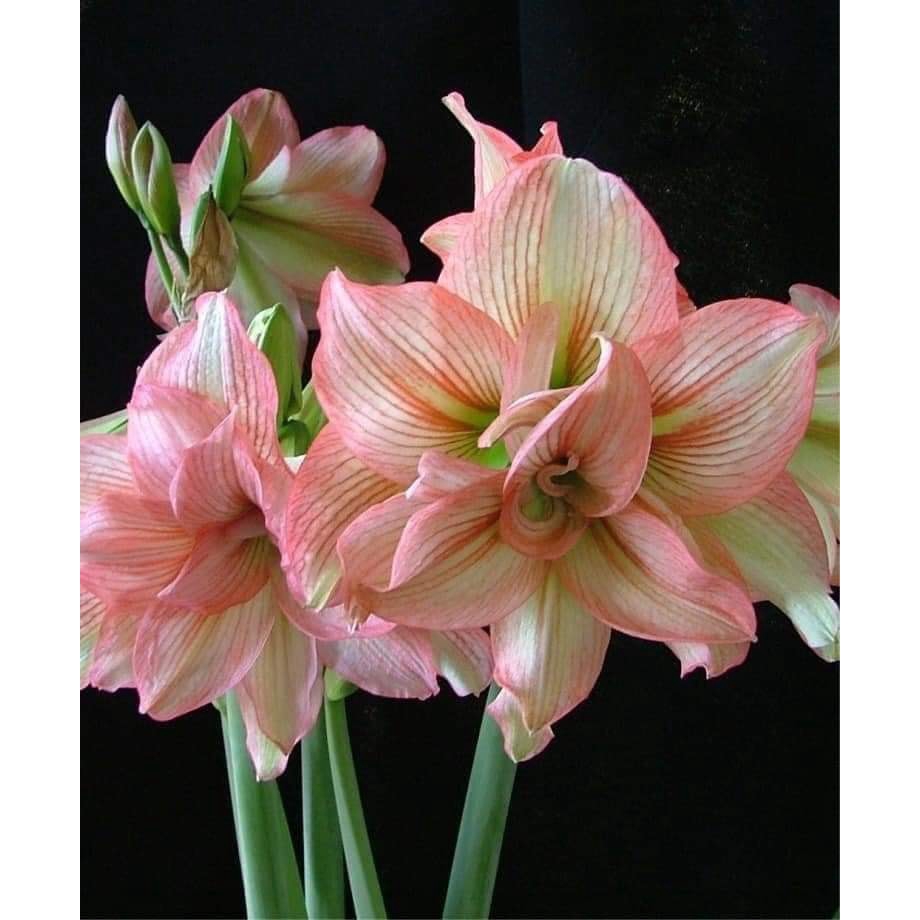 CỦ HUỆ CÁNH KÉP - CỦ SIÊU TO ( ĐỦ MÀU) đang có mầm non