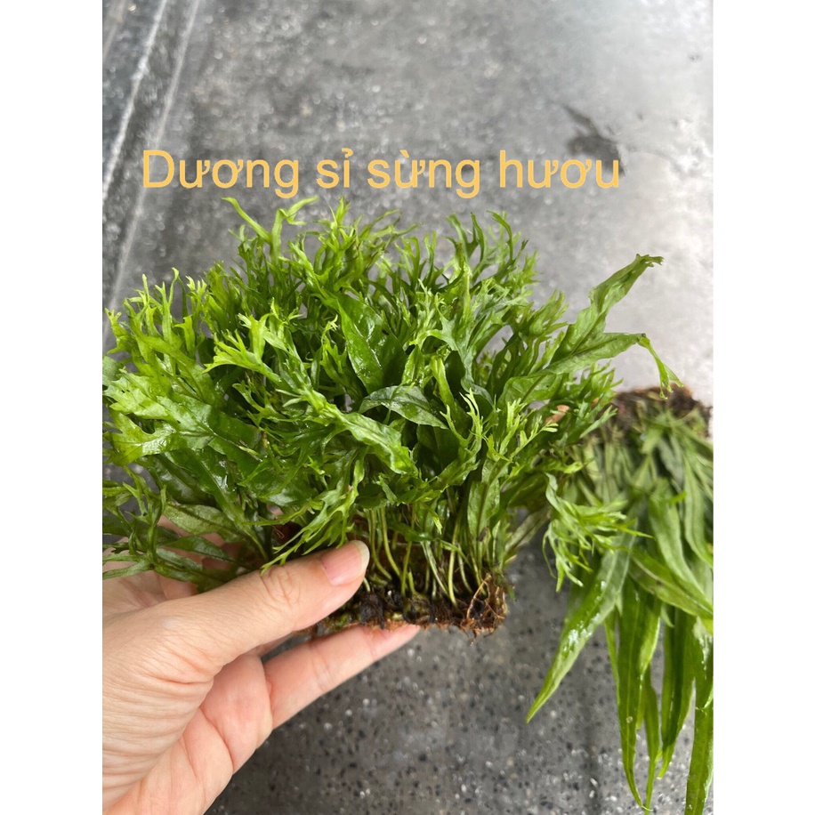 Dương xỉ sừng hưu miếng - Cây dương xỉ lá hẹp trang trí bể thủy sinh lá nước trang trí bể cá cảnh