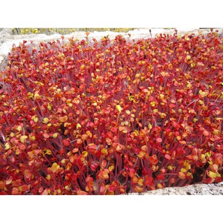 HẠT GIỐNG RAU MẦM CỦ CẢI ĐỎ 20G