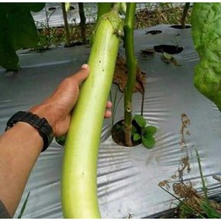 300H - Hạt Giống Cà Xanh Mỡ Dài Thái Lan
