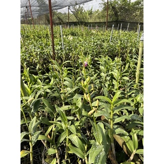 Lan Denro Nắng cây đang nụ
