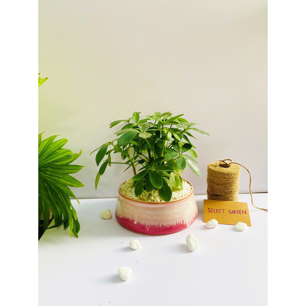 CÂY- NGỦ-GIA-BÌ-275K-BAO-GỒM-CHẬU