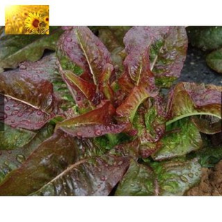 Hạt Giống Rau Diếp Thơm Tím (5Gr) - Dễ Trồng, Giàu Dinh Dưỡng, Năng Suất Cao - MUA 3 TẶNG 1 CÙNG LOẠI