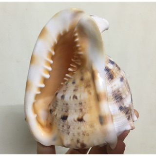 Vỏ ốc kim khối vàng