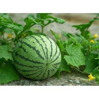Hạt Giống Dưa Hấu
