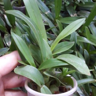VŨ NỮ THÁI- COMBO 10 MÀU: 230K