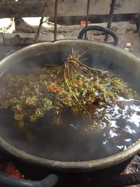 Hoa Bó Phón Xôi Cơm Màu Vàng