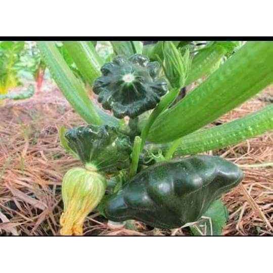 gói 10 hạt giống bí đĩa bay