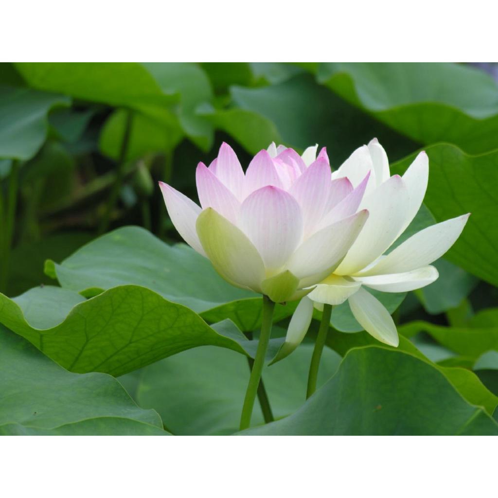 Hạt giống hoa sen Nhật