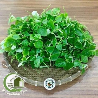 Hạt giống rau càng cua -  Vị chua, giòn ngon, trồng quanh năm