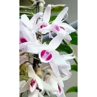 Cây giống lan mắt đỏ phân thùy