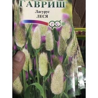 Hạt giống cây cảnh CỎ ĐUÔI THỎ