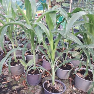 HẠT GIỐNG BẮP NẾP