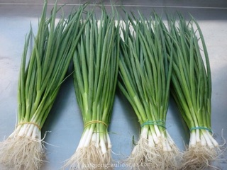 Hạt giống Hành hoa cao sản