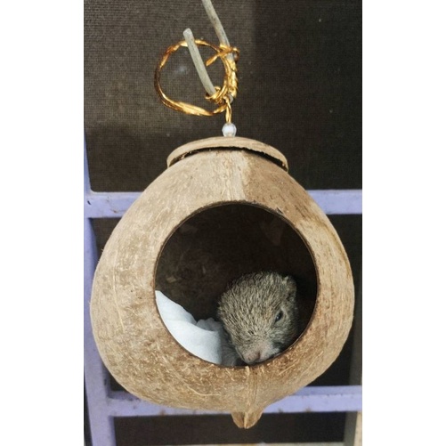 Gáo Tổ Chim/ Gáo Ổ Chuột/ Gáo Ổ Sóc/Gáo Đk 12cm_15cm_ sạch lông