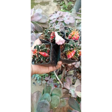 Xương rồng gym lem var 5cm sale 50%