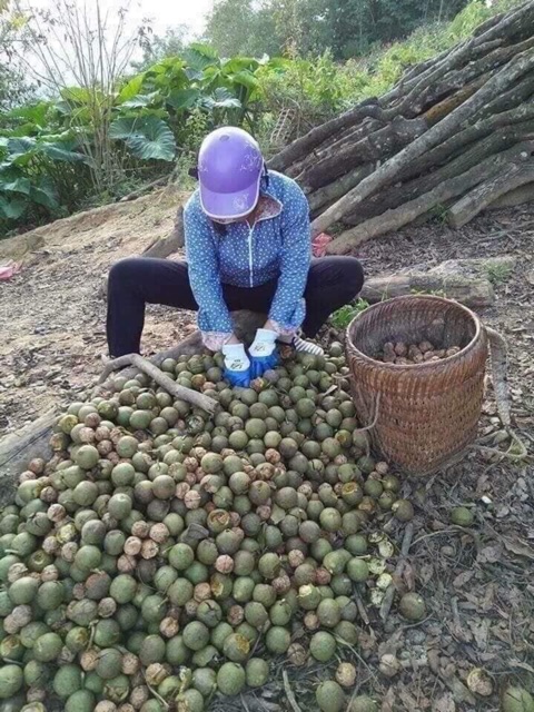 [Hàng Loại 1] 500gr Quả Óc Chó Nếp Rừng Sìn Hồ Sấy Khô, Tốt Cho Phụ Nữ Có Thai, Không Chất Bảo Quản,Tặng Kèm Lẫy Tách Vỏ