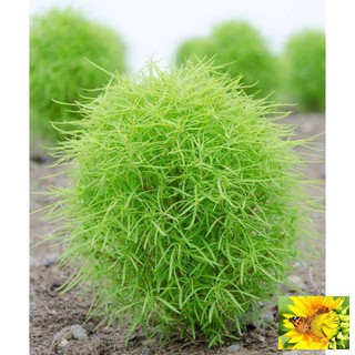 Hạt giống cỏ đổi màu - 50 hạt