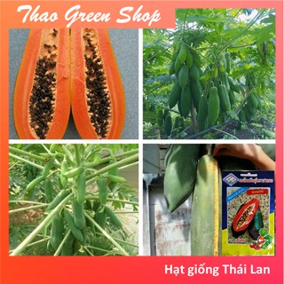 120H - Hạt giống Đu đủ Thái Punket PAPAYA