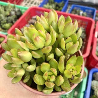 SEN ĐÁ ĐÁ VÀNG CHẬU TO 10cm