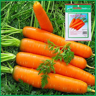 Hạt Giống Cà Rốt , Cao Sản, Giàu Dinh Dưỡng, Dễ Trồng, Năng Suất Cao Phú Nông - Gói 2G