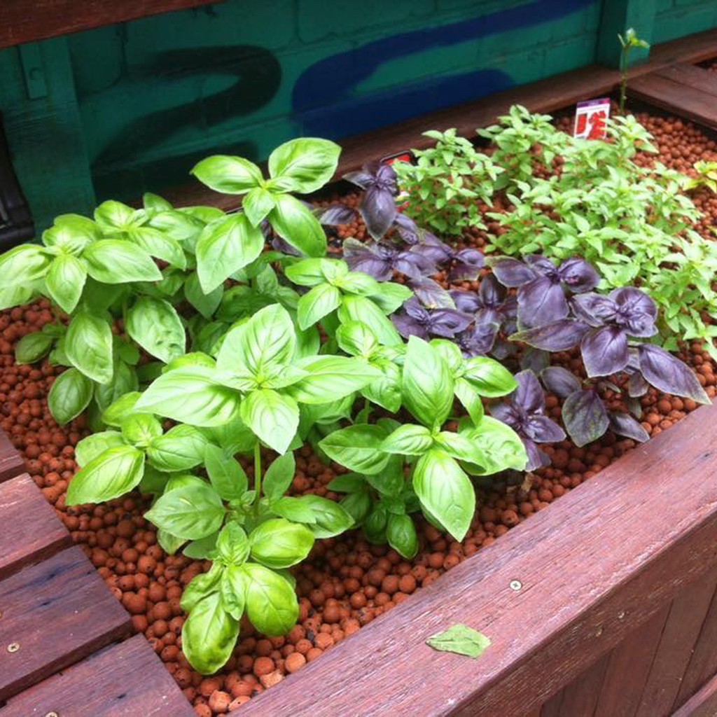 500gr Viên đất nung Thái POPPER size L: 8-12mm - SỎI NHẸ