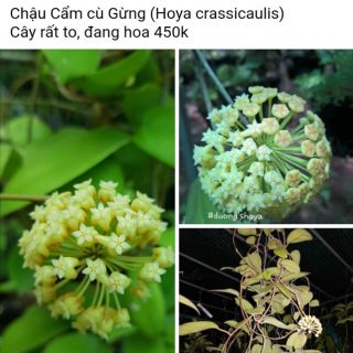 Cây giống cẩm cù gừng, villosa, đậu xanh