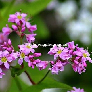 Hạt giống hoa tam giác mạch
