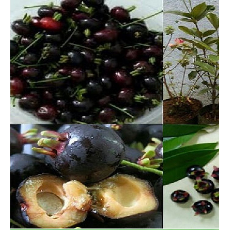 Hạt giống cherry nhiệt đới gói 10 hạt ( tặng kèm 3 viên nén ươm hạt )