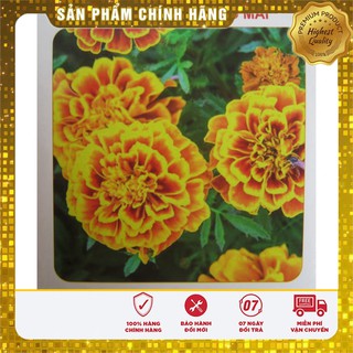 Hạt Giống Hoa Cúc Sao Mai - 50 hạt