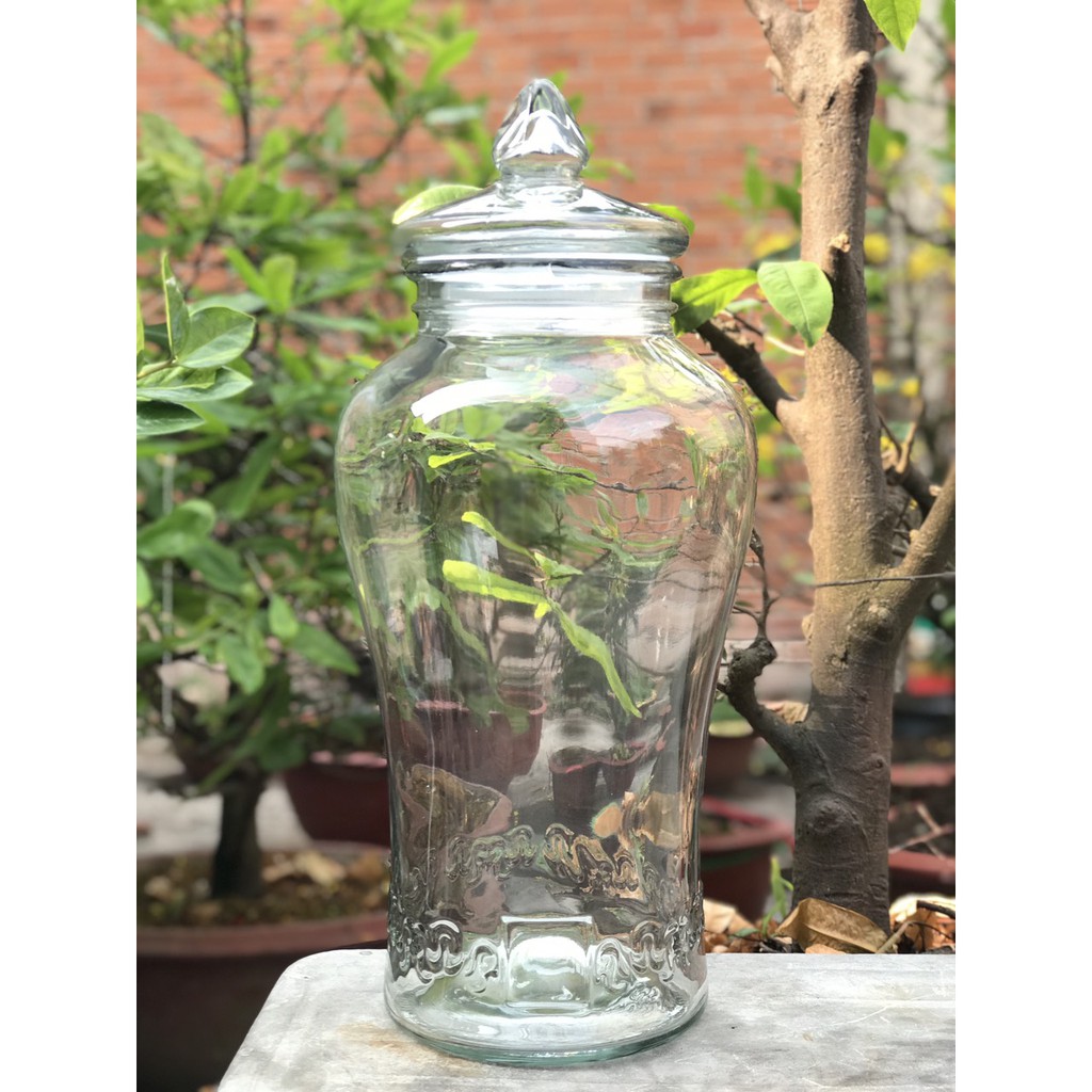 Bình thủy tinh 6 lít sâm chân mây có van &amp; không van