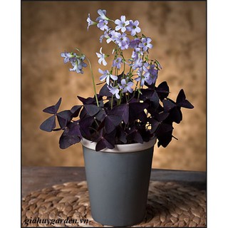 Củ giống hoa bươm đêm-củ giống